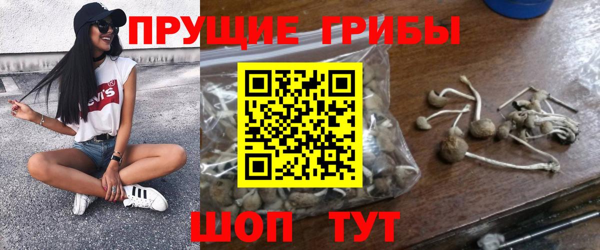 Псилоцибиновые грибы Cubensis Шарыпово